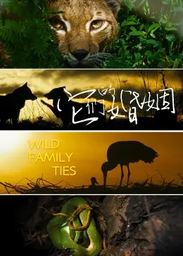 《它们的婚姻》：一场关于爱的“飓风卡特里娜”，婚姻的真相有多残酷？